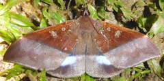 Ischyja hemiphaea