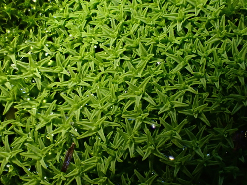 Weissia ligulifolia