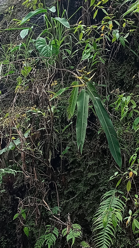 Heliconia clinophila