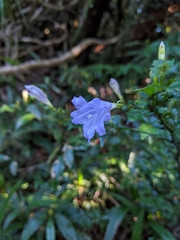 Strobilanthes rankanensis