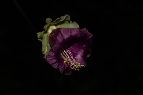 Cobaea scandens (Cobaea scandens)