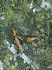 Neocaridina ketagalan
