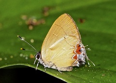 Calycopis trebula