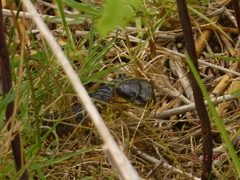 Notechis scutatus occidentalis