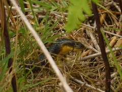 Notechis scutatus occidentalis