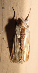 Cucullia convexipennis