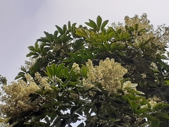 Heptapleurum heptaphyllum