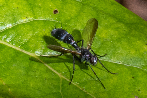 Unknown species found near Clarksburg, MD, USA