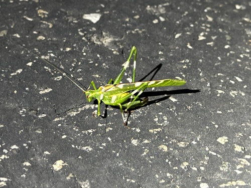 iNaturalist observation photo of Creosote Bush Katydid
