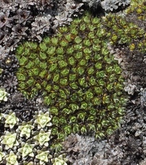 Veronica thomsonii