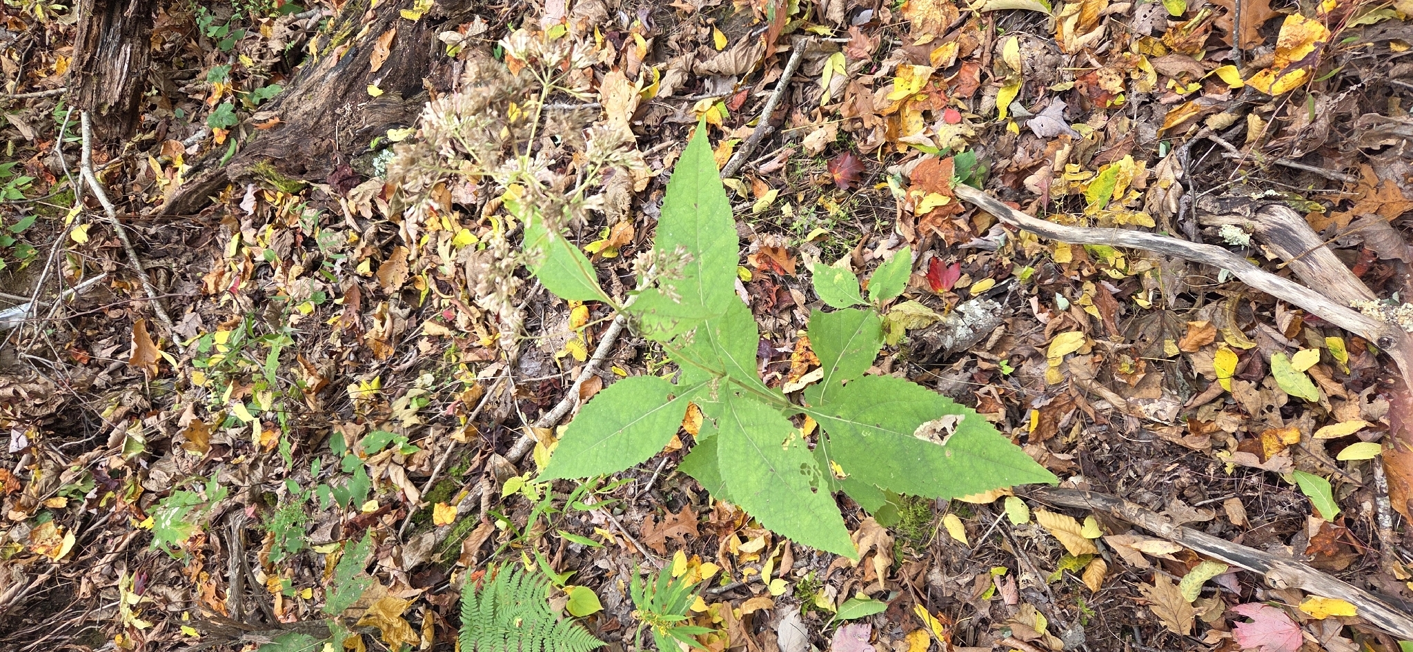 Appalachian Joe-Pye Weed (Eutrochium steelei)