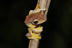 Rhacophorus pardalis