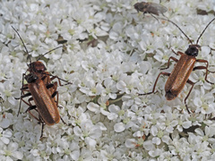 Rhagonycha nigritarsis