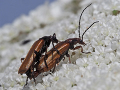 Rhagonycha nigritarsis