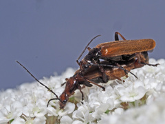 Rhagonycha nigritarsis