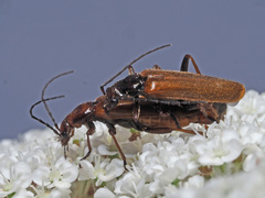 Rhagonycha nigritarsis