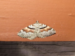 Xanthorhoe packardata