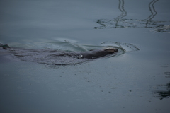 Zalophus californianus