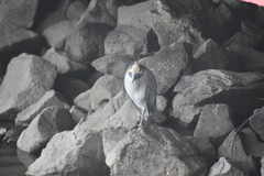 Nyctanassa violacea