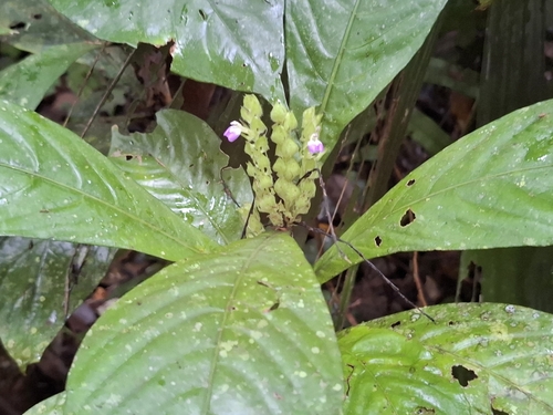 Justicia refractifolia, 2025-10-21