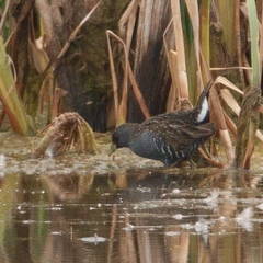 Porzana fluminea