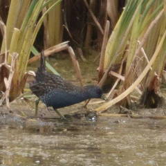 Porzana fluminea