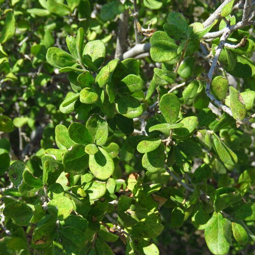 Texas Persimmon