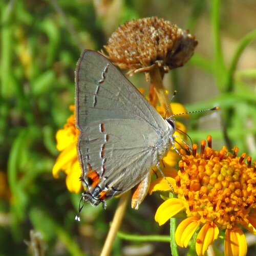 Gray Hairstreak