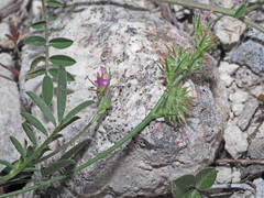 Onobrychis caput-galli