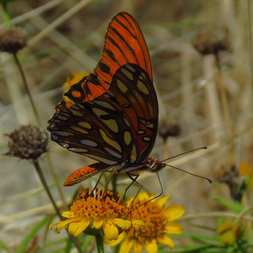 Gulf Fritillary