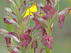Anacamptis coriophora fragrans