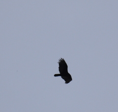 Cathartes aura