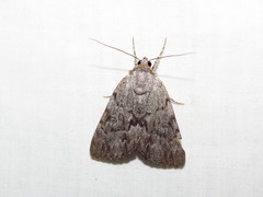 Catocala sordida