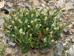 Scutellaria sieberi