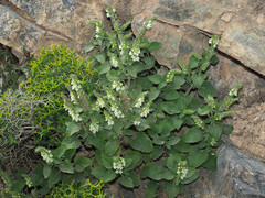 Scutellaria sieberi
