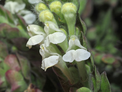 Scutellaria sieberi