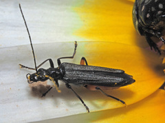 Oedemera rufofemorata