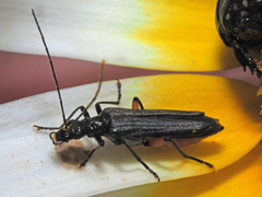 Oedemera rufofemorata