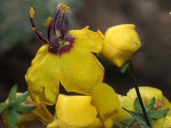 Verbascum arcturus
