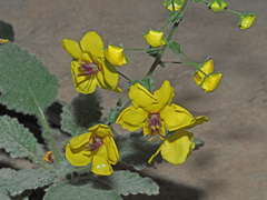 Verbascum arcturus