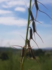 Dipcadi ciliare