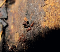 Pheidole bilimeki