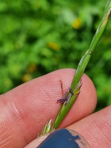 Wimmera ryegrass (Lolium rigidum)
