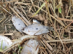 Trichopodus trichopterus