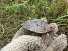 Trichopodus trichopterus