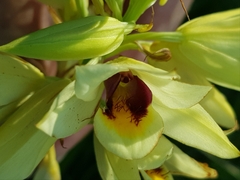 Eulophia welwitschii