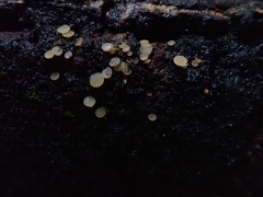 Orbiliomycetes