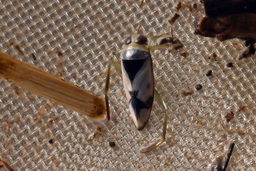 Grousewinged Backswimmer photo 6