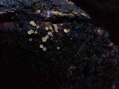 Orbiliomycetes