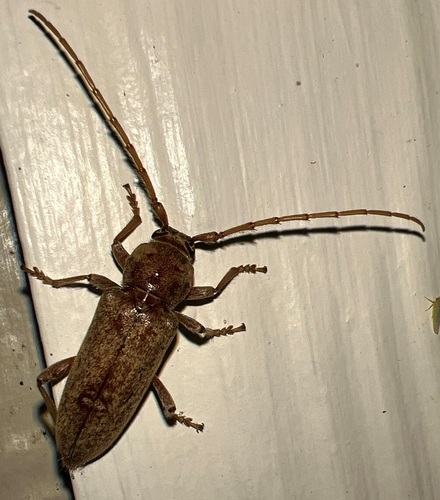 Red Oak Borer photo 4